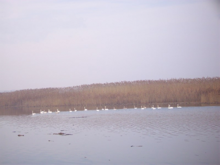 &Kappa;ύ&kappa;&nu;&omicron;&iota; &sigma;&tau;&eta; &lambda;ί&mu;&nu;&eta; &mu;&alpha;&sigmaf;